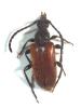 Pseudovadonia livida